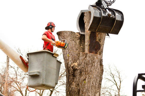 Best Tree Disease Treatment  in Elk Creek, KY